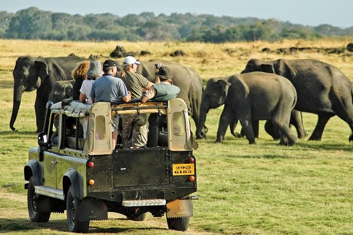 Minneriya National Park 